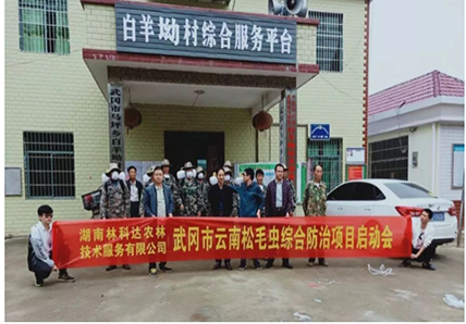 專家現(xiàn)場指導，馬坪鄉(xiāng)防控松毛蟲入侵