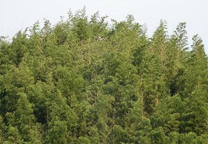 蘇仙區(qū)采用無人機大面積防治森林病蟲害