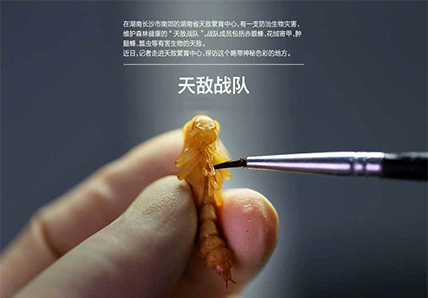 兩種昆蟲合擊松褐天牛 湖南有效防治“松樹癌癥”