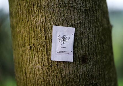瀏陽(yáng)市林業(yè)局在西湖山等地放置6萬(wàn)赤眼蜂卵卡