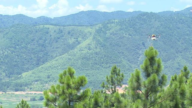 寧遠(yuǎn)：植保無人機(jī)噴藥防治松褐天牛